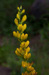 Yellow wild indigo